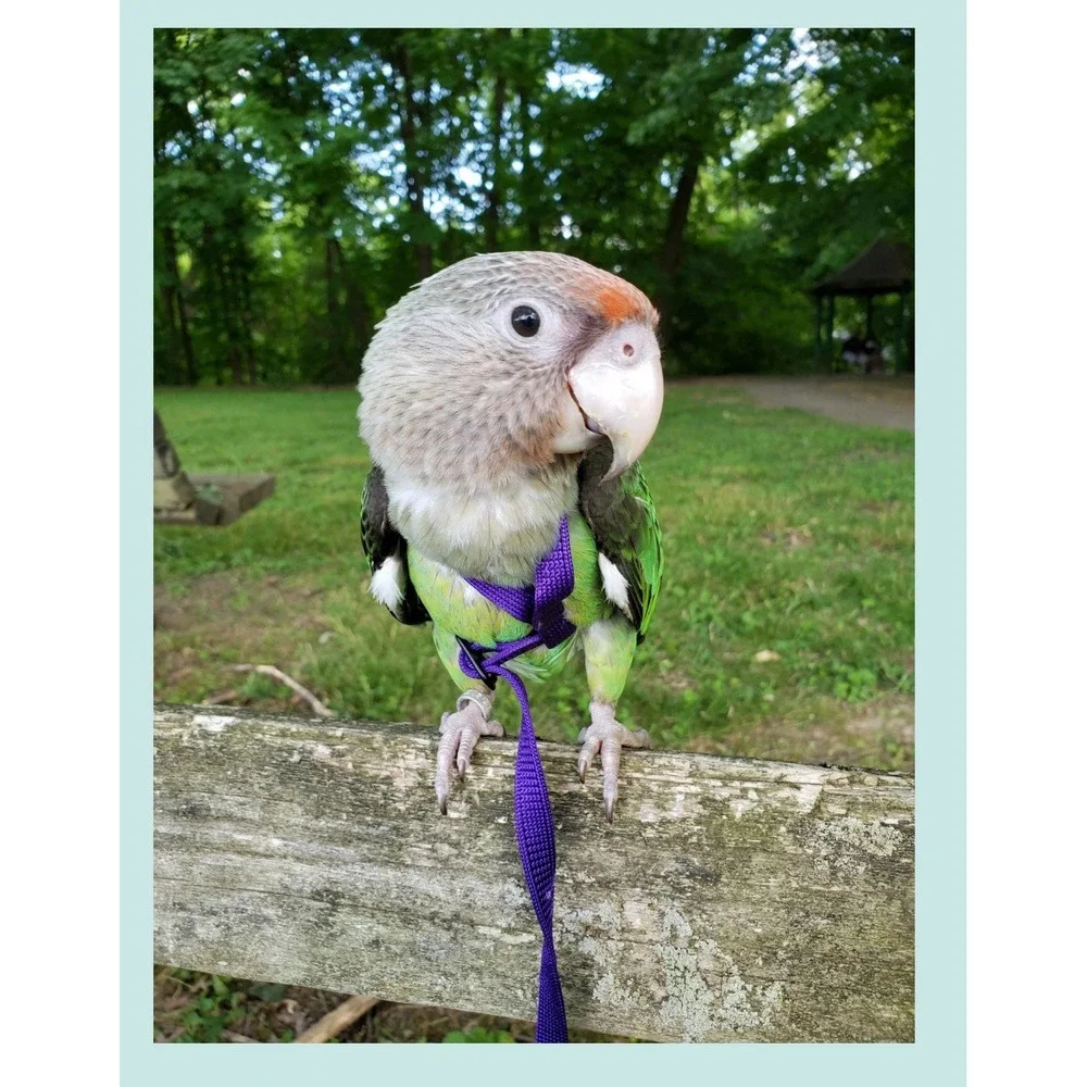 THE AVIATOR Parrot Escape-Proof Harness & Leash Large Purple